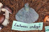 Lactarius indigo image