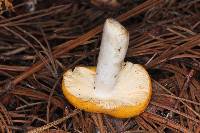 Russula claroflava image