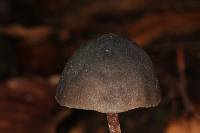 Psilocybe neoxalapensis image