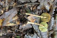 Lepiota trichroma image