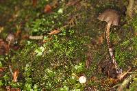 Psilocybe neoxalapensis image