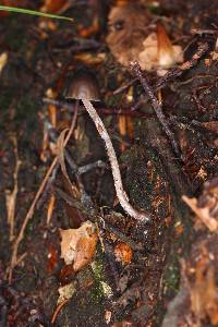 Psilocybe neoxalapensis image