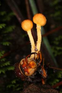 Ophiocordyceps sphecocephala image