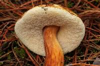 Austroboletus gracilis image