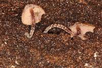 Psilocybe yungensis image