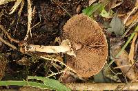 Agaricus xanthodermus image