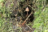 Psilocybe neoxalapensis image