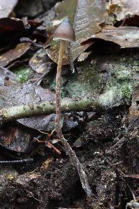 Psilocybe neoxalapensis image