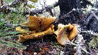 Omphalotus olivascens image