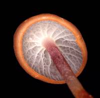 Marasmius cladophyllus image