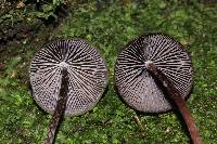 Psilocybe neoxalapensis image