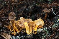 Craterellus tubaeformis image