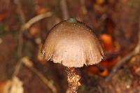 Psilocybe neoxalapensis image