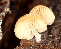 Simocybe centunculus var. centunculus image