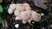 Lycoperdon perlatum image