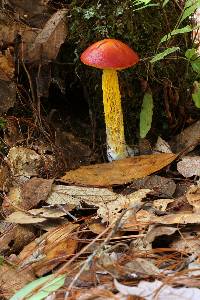 Heimioporus betula image