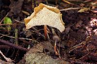 Marasmius cladophyllus image