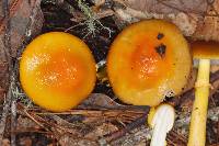 Amanita flavoconia image