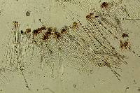 Rhizina undulata image