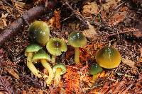 Hygrocybe psittacina var. psittacina image