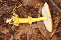 Amanita flavoconia var. inquinata image