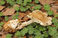 Amanita tuza image