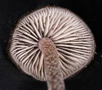 Psilocybe neoxalapensis image