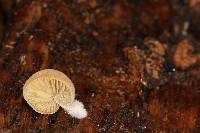 Simocybe centunculus var. centunculus image