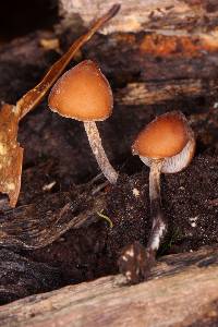 Psilocybe yungensis image