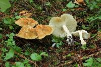 Leucopaxillus giganteus image