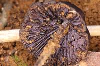 Psilocybe neoxalapensis image