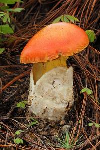 Amanita yema image