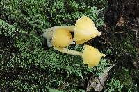 Entoloma murrayi image