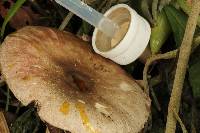 Agaricus xanthodermus image