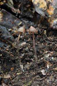 Psilocybe heimii image