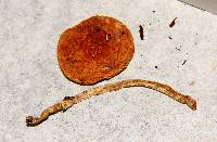 Leratiomyces squamosus image