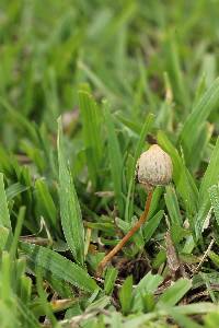 Psilocybe mexicana image