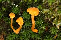 Cantharellus minor image