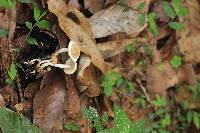 Asterophora lycoperdoides image