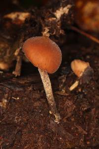 Psilocybe yungensis image