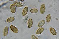 Heimioporus betula image