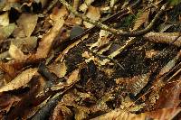 Psilocybe neoxalapensis image