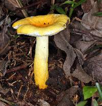 Russula flavida image