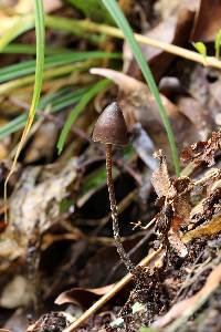 Psilocybe neoxalapensis image