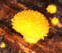 Cyptotrama asprata image