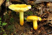 Russula flavida image