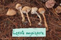 Lepiota magnispora image