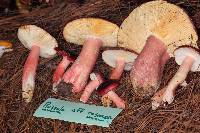 Russula rosea image