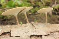 Polyporus arcularius image