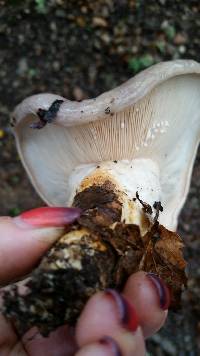 Lactarius argillaceifolius image